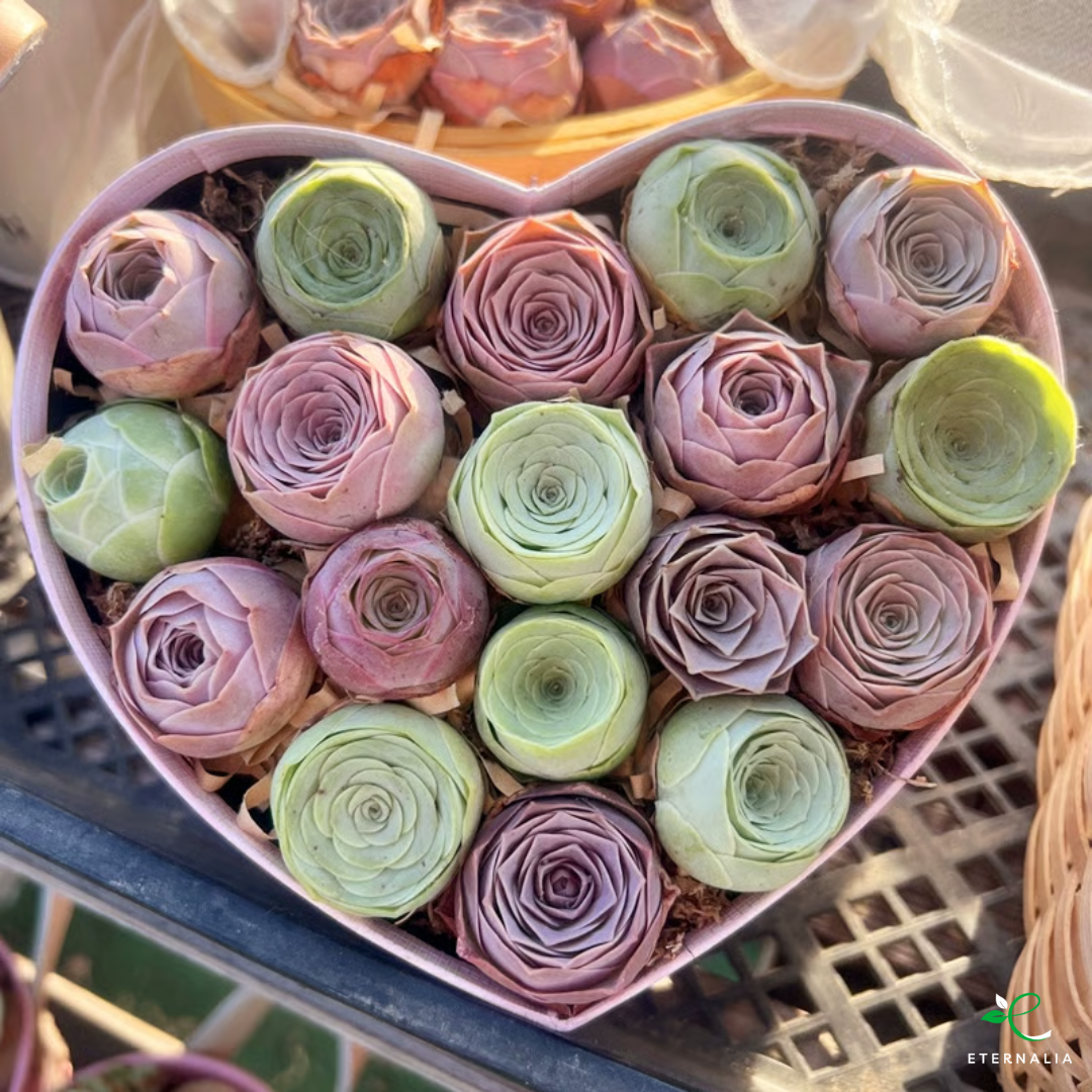 Sementes da Planta Suculenta Eternalia