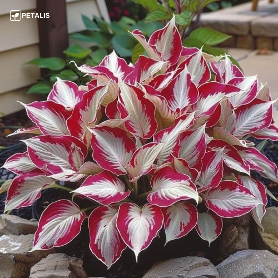 Sementes de planta exótica Petalis