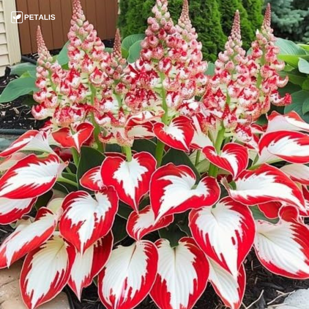 Sementes de planta exótica Petalis