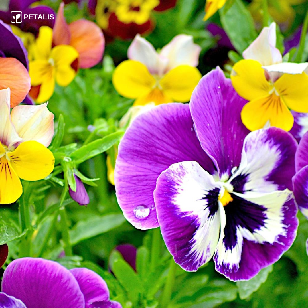 Mistura de sementes de flores Petalis