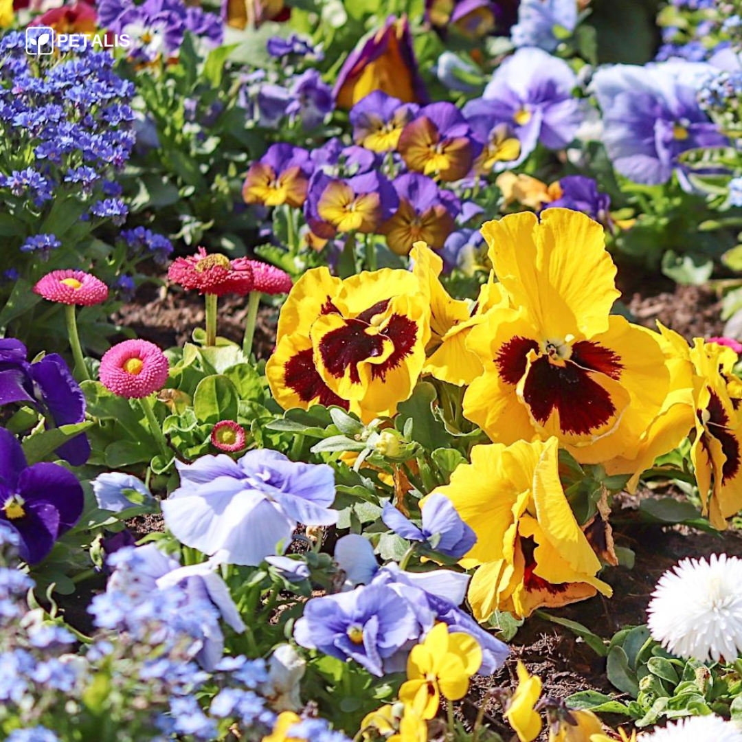 Mistura de sementes de flores Petalis