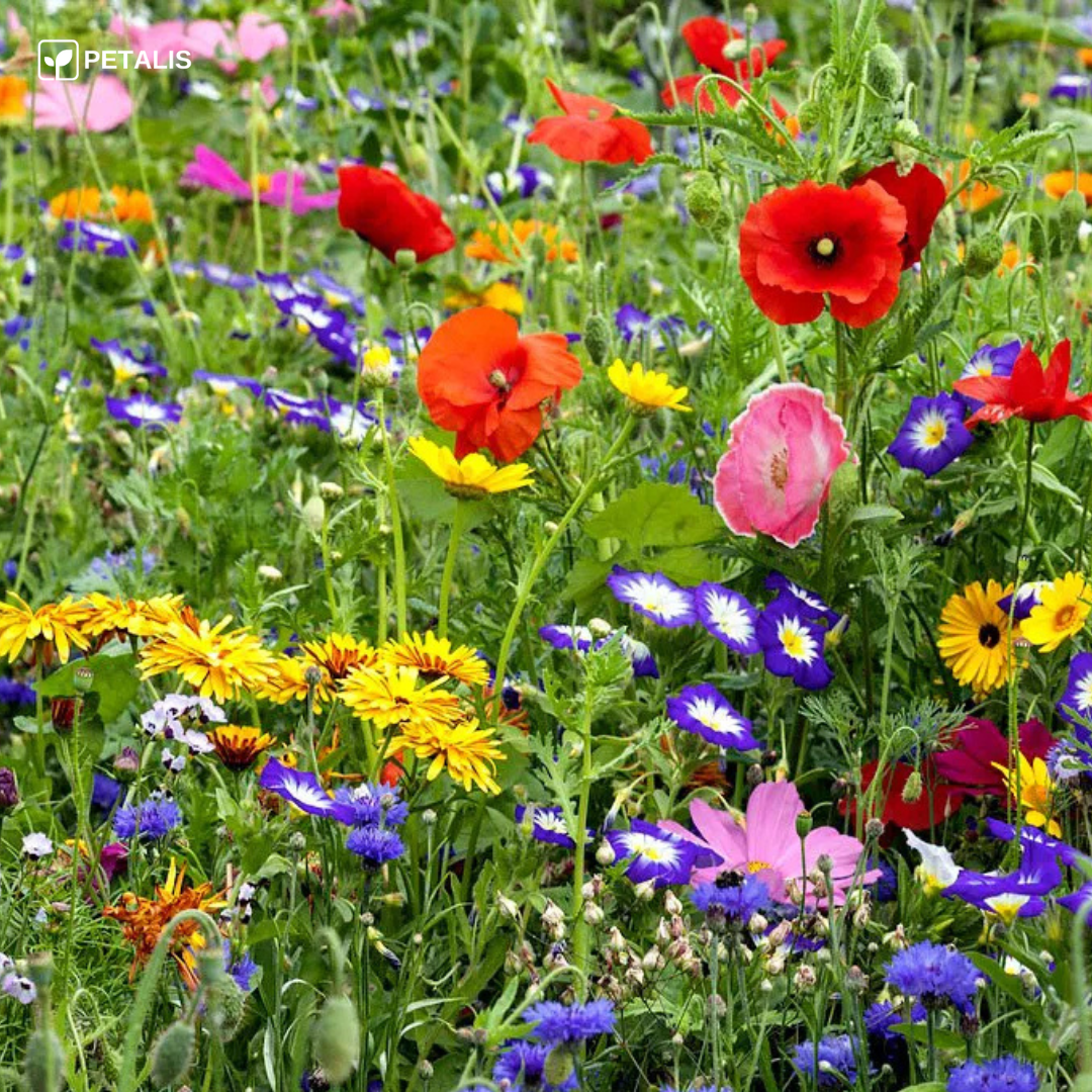 Mistura de sementes de flores Petalis