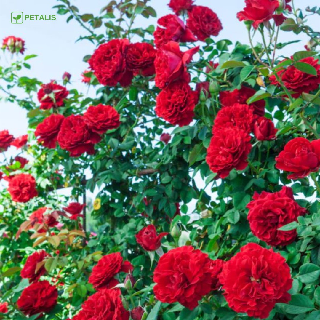 Sementes de flores Petalis para jardim