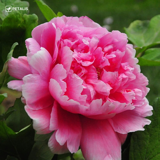 Sementes de flores Petalis para jardim